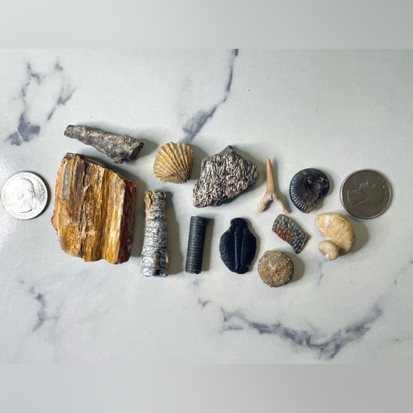 🦕 Educational Fossils Set: dinosaur, ammonite, petrified wood, etc. Geol… - Picture 2 of 16